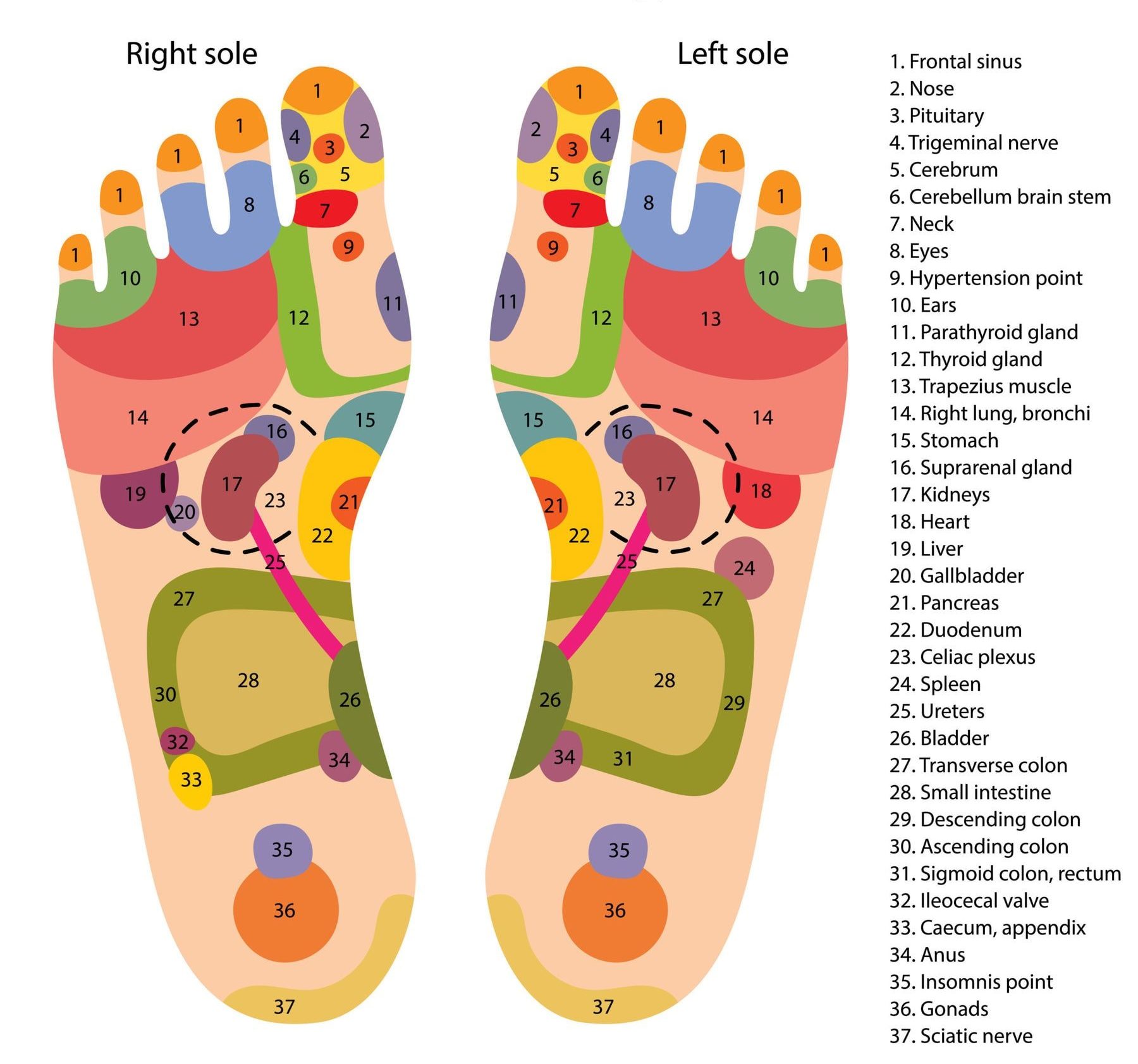 Foot Pressure Points Reflexology Chart
