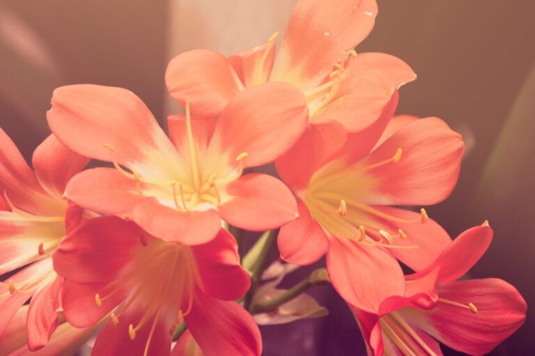 flower jpeg 768x511
