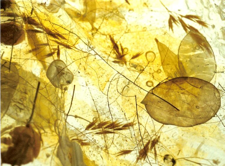honesty1 768x568
